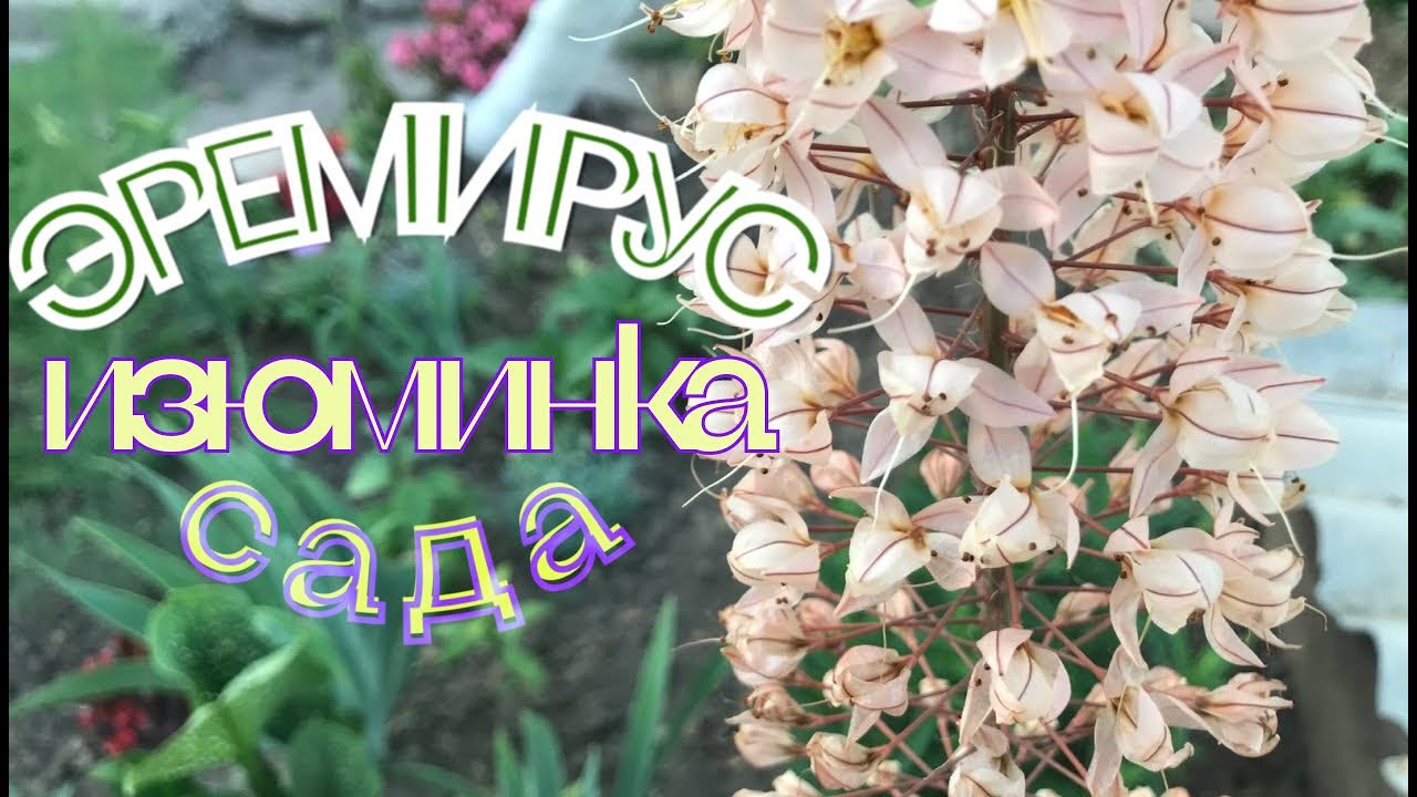 Эремурус гибридный Romance (Романс) купить выгодно ✵ Сады ...