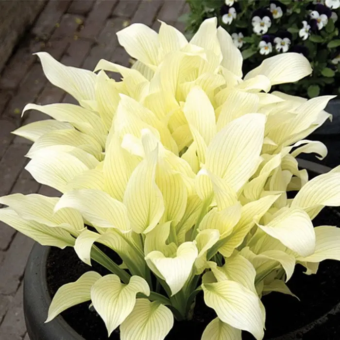 Hosta white feather — Плідник Круглик