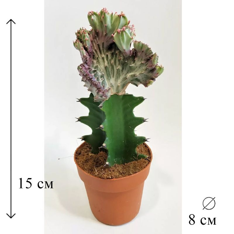 Эуфорбия Лактея Кристата 8/15 купить на ...