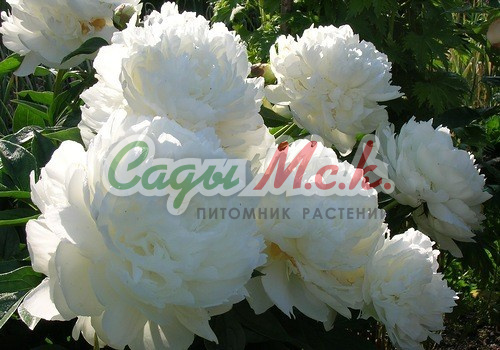 Paeonia Ann Cousins Пион Энн Казинс