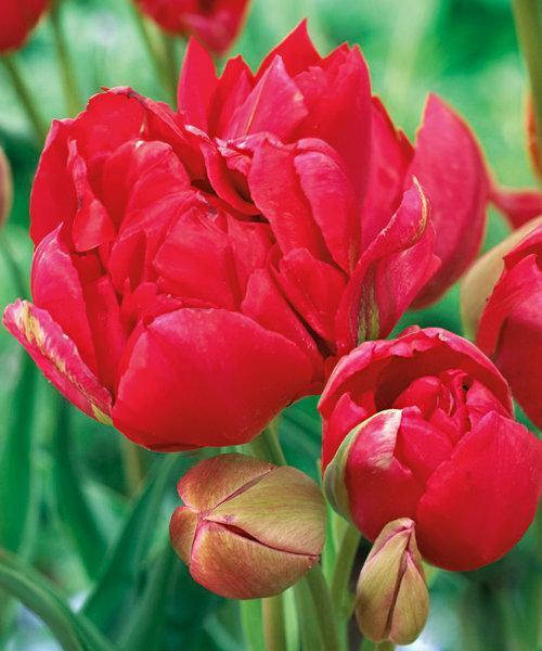 Tulipa Double Early Robinho