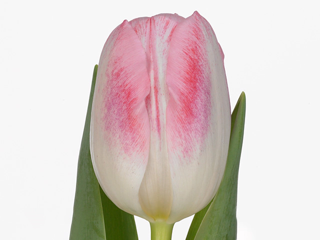 Tulipan donatello 46