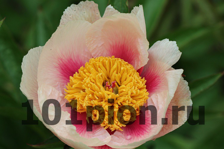 Peonies | Cadysfallsgardens