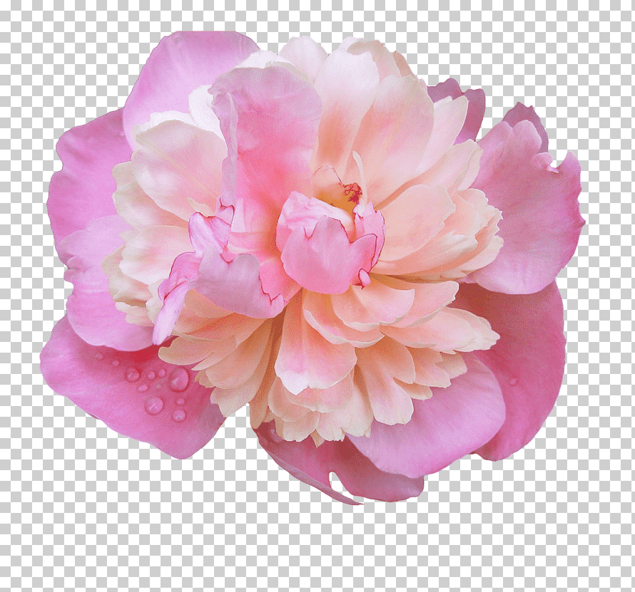 Peonies. Пионы. PNG.