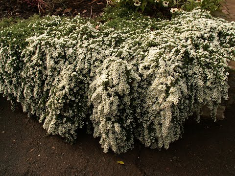 Астра вересковая белая, саженец, Greenlife – фото, отзывы ...