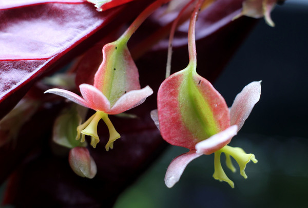 Unusual flowers