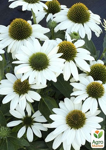 Каталог Эхинацея Echinacea Purpurea Powwow® White, 3 шт от ...