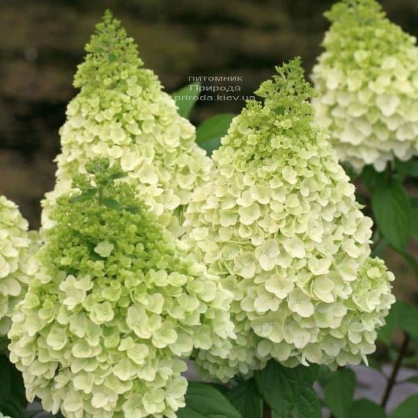 Hydrangea paniculata Polar ...