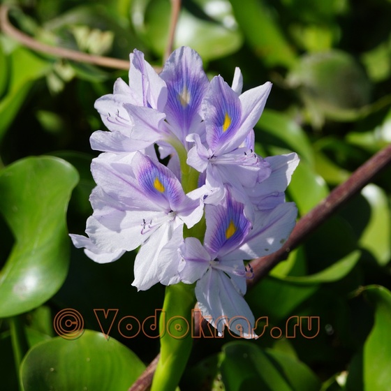 Eichornia crassipes.Водный гиацинт или ...