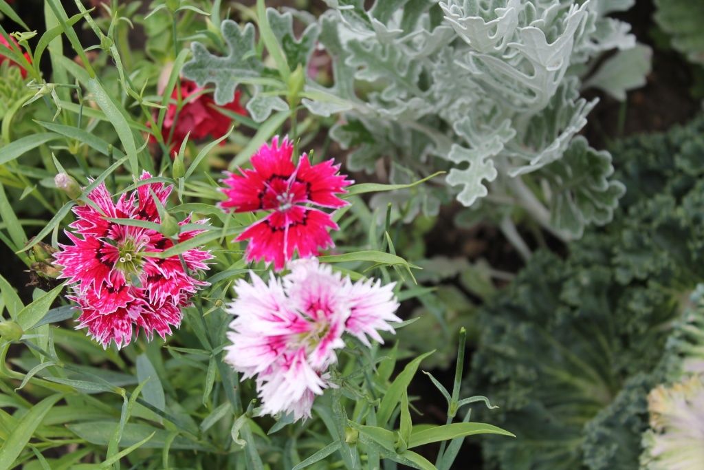 Заказать Гвоздика перистая светло-розовая, Dianthus plumarius ...