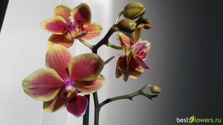 Орхидея Phal. Sogo Vivien 858 × Miki Golden Sand 1363 ...