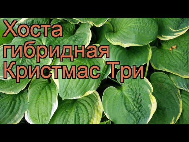 Хоста Крисмос Три (ML) купить в Москве ...