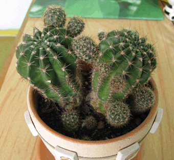 Pincushion cactus