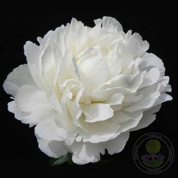 Peony Ensign Moriarty((Lins) , channel YouTube : PEONIES-ALL ...