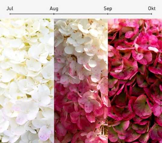 Гортензия метельчатая Ливинг Пинки Промис \ Hydrangea Living ...