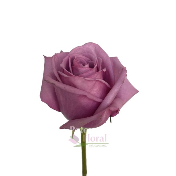 Buy Rose cool water! wholesale in Dubai | Gulf Flowers