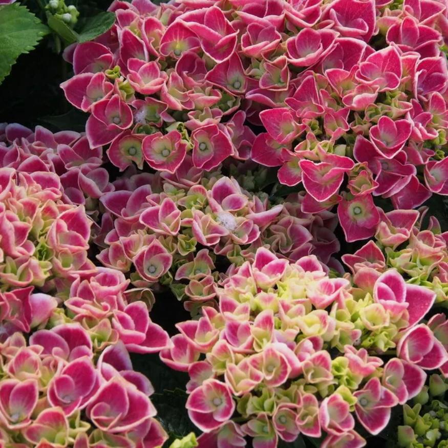 Hydrangea macrophylla 'Endless Summer/The Bride', Гортензия ...