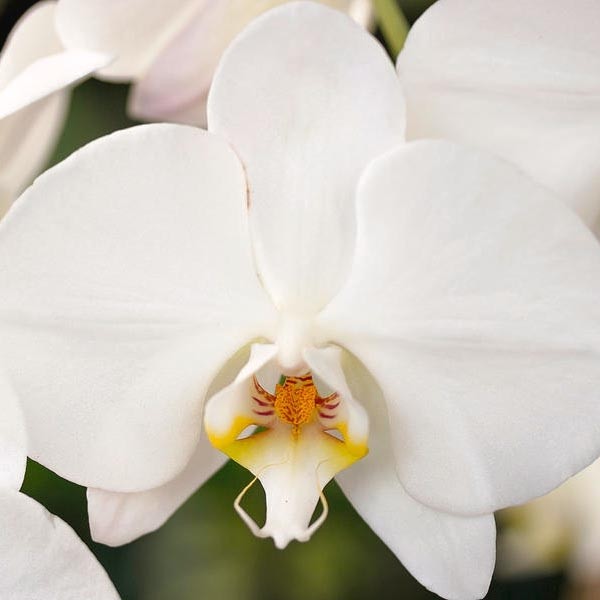 орхидеи белой мотыльки Phalaenopsis Amabilis широко известны ...