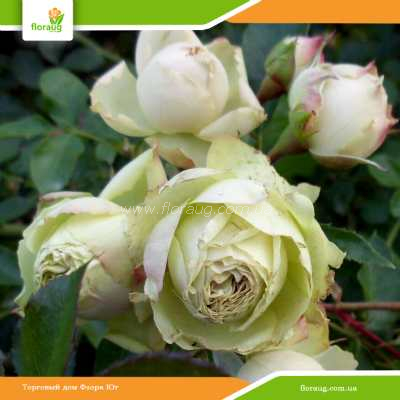 Роза флорибунда Лавли Грин (Lovely Green) (Rose floribunda ...