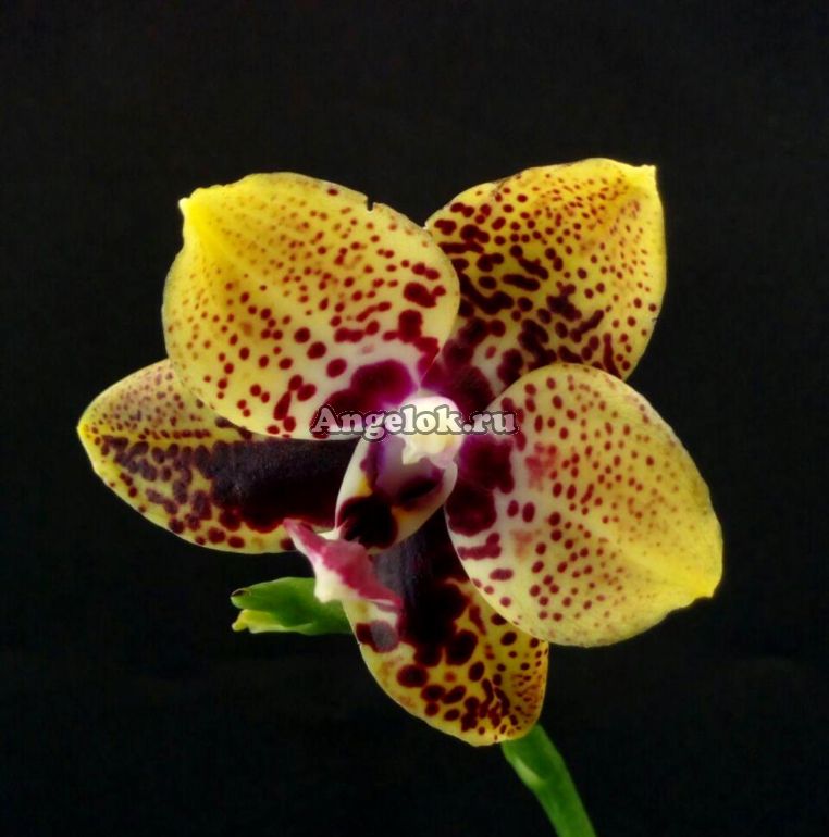 Phal zheng min anaconda ...