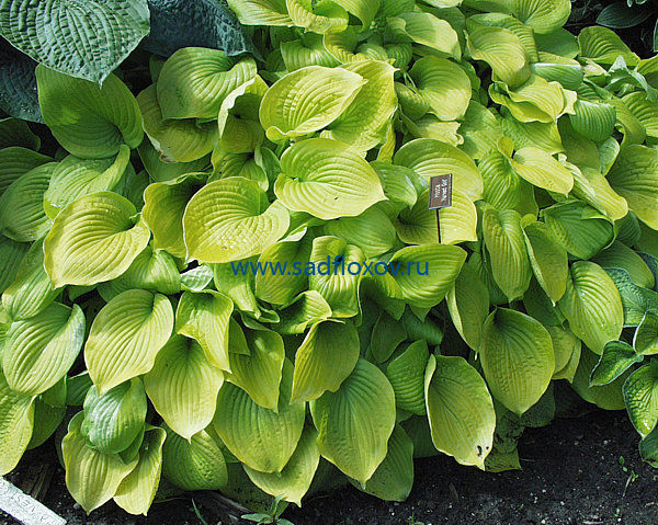 Hosta Firn Line