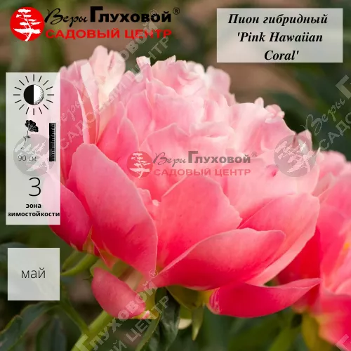 Коралловый пион Pink Huwai Corel отзыв ...