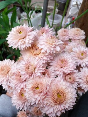 Хризантема корейская Энона (Chrysanthemum koreanum Энона ...