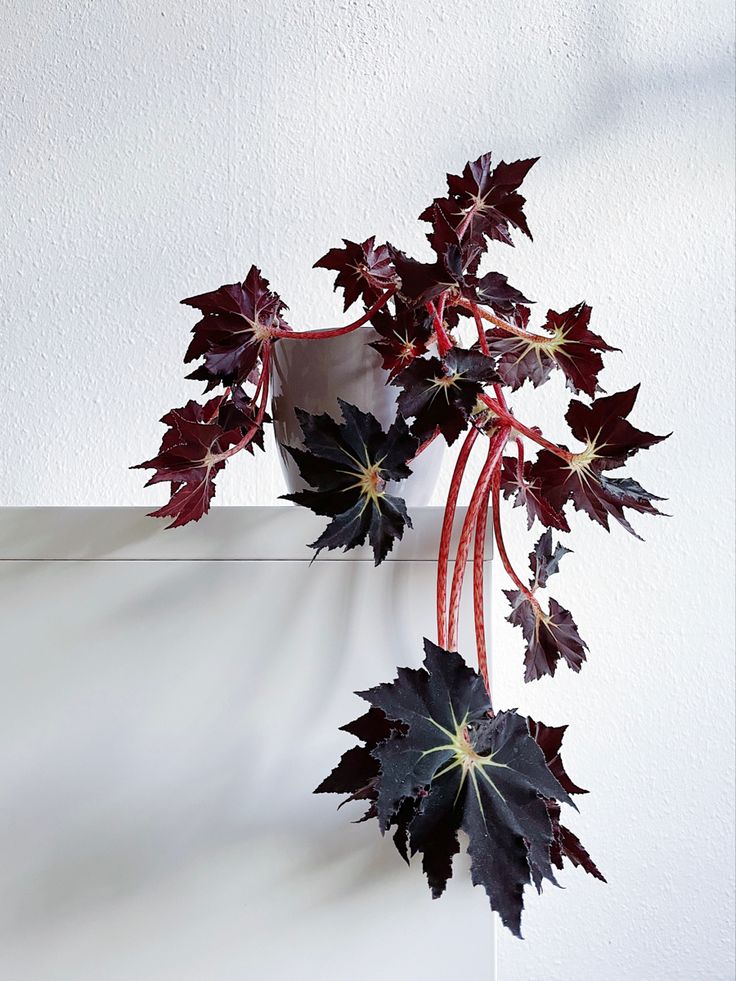 Begonia leaf Black Fang | Begonia blad | Листовой бегония ...