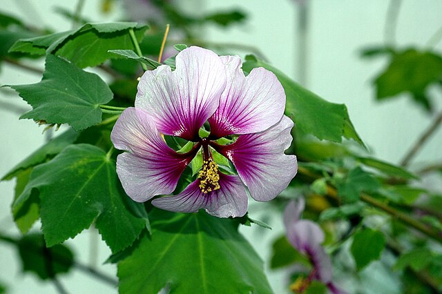 Lavatera thuringiaca ...