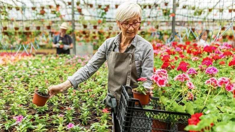 Герань кроваво-красная корень (Geranium radice)