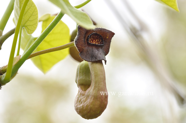 Кирказон крупнолистный, или твердый — A. macrophylla Lam.