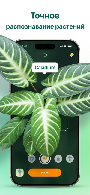 фото) Seek - Shazam для растений. Приложение, которое поможет ...