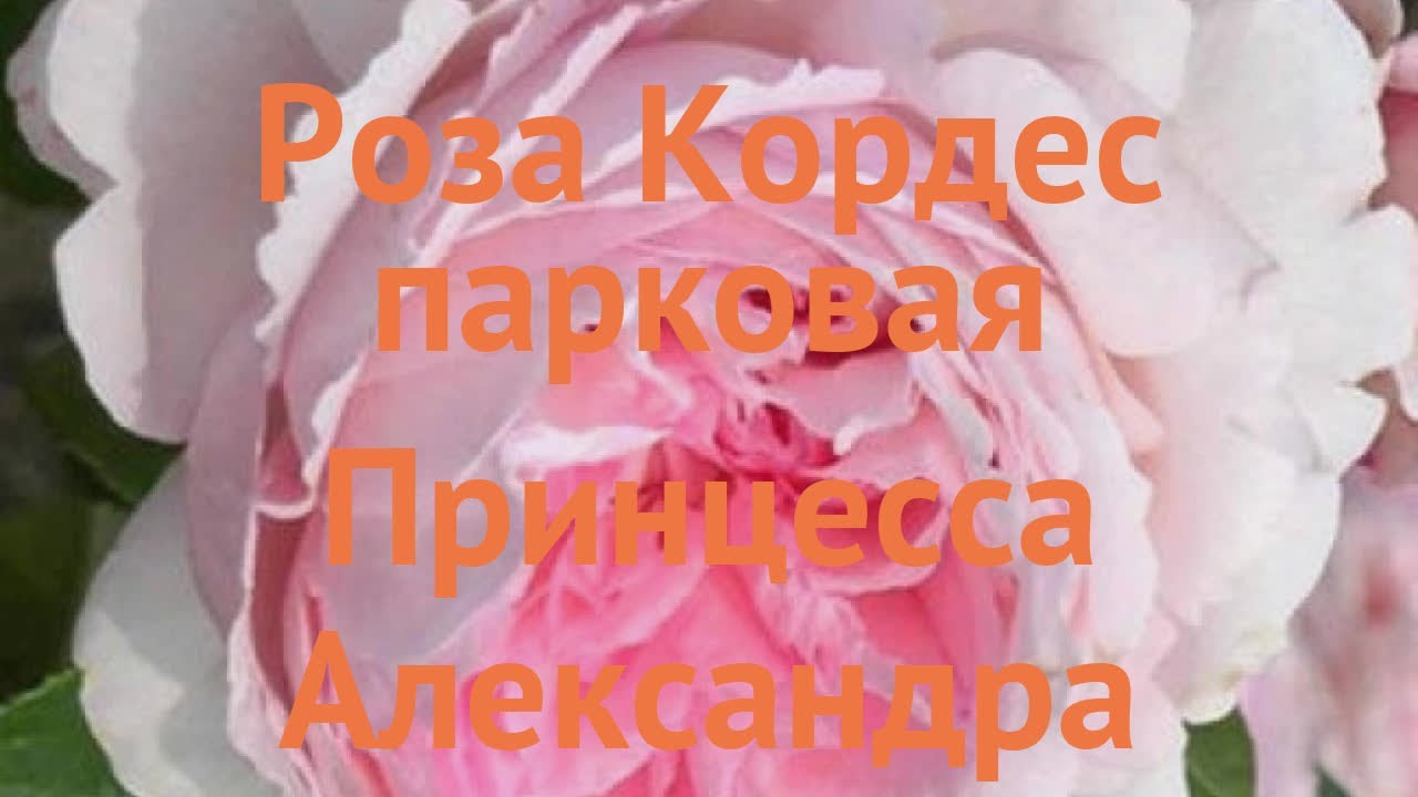 Купить Роза Принцесса Александра Люксембургская в Москве и РФ ...