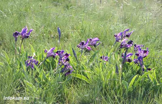 Касатик желтый, или ирис болотный (Iris pseudacorus L)