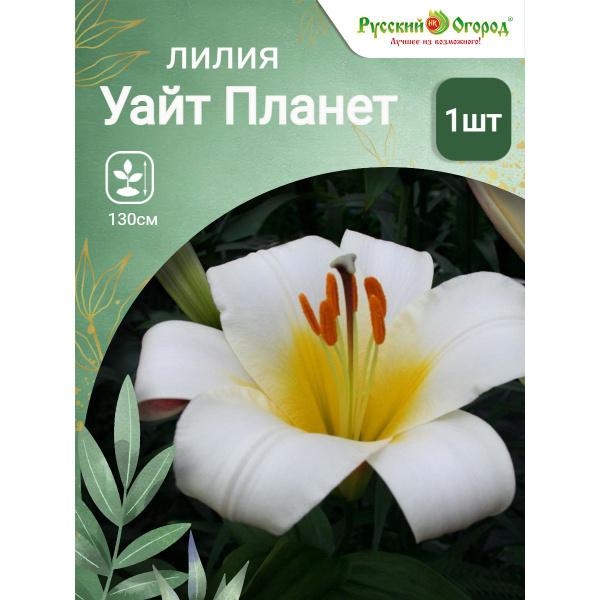 White Planet - Lilium | VDQ Bulbs