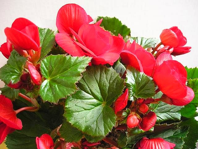 Begonia SEMPERFLORENS или Бегония Вечноцветущая (семена)