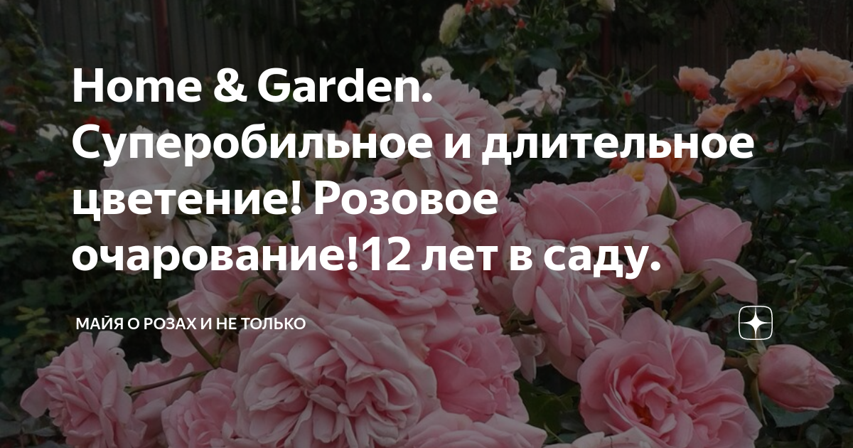 Роза Home & Garden (Хоум энд Гарден)