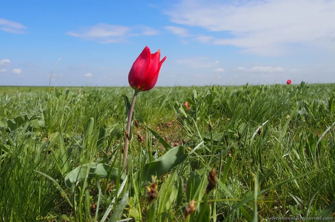 Любование цветением тюльпанов - отзыв ...