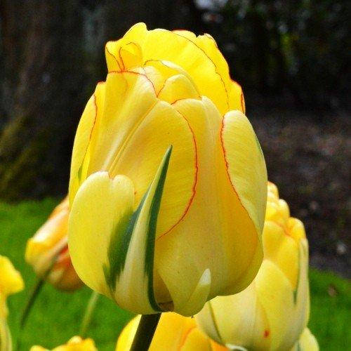 Tulipa — каталог из 1367 сортов и ...