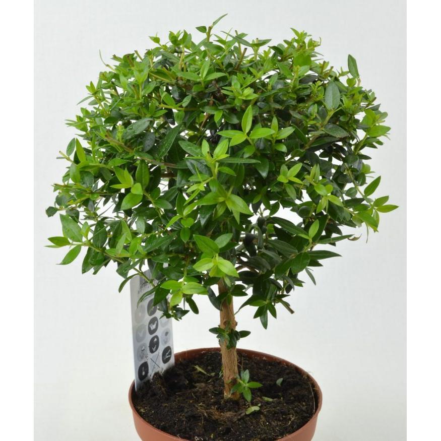 Мирт Вариегатный (Myrtus communis) до 20 см. Комнатный ...