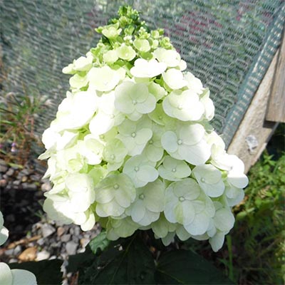 Гортензия Мэджикал Монблан (Hydrangea Magical Mont Blanc ...