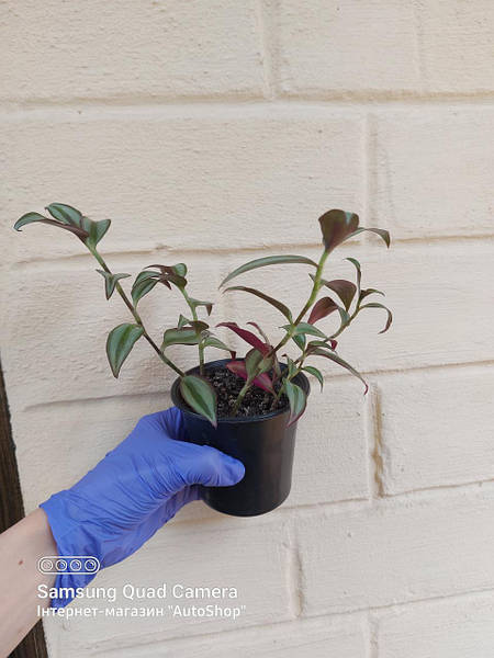 Tradescantia zebrina Bosse - Растения от STEKJESBREF.NL