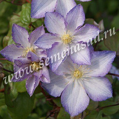 GcmRanch,Rare Rose, Live Plant,Rosa,