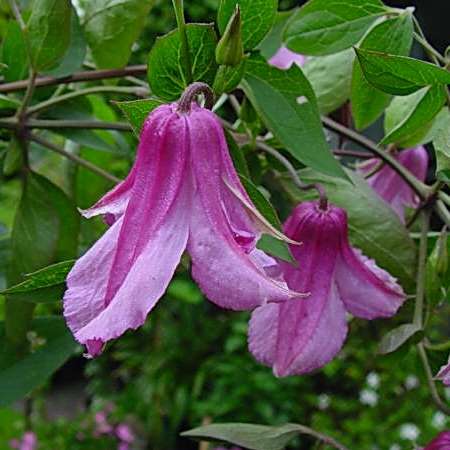 Купить Клематис Стар оф ИндияClematis star of india - в ...