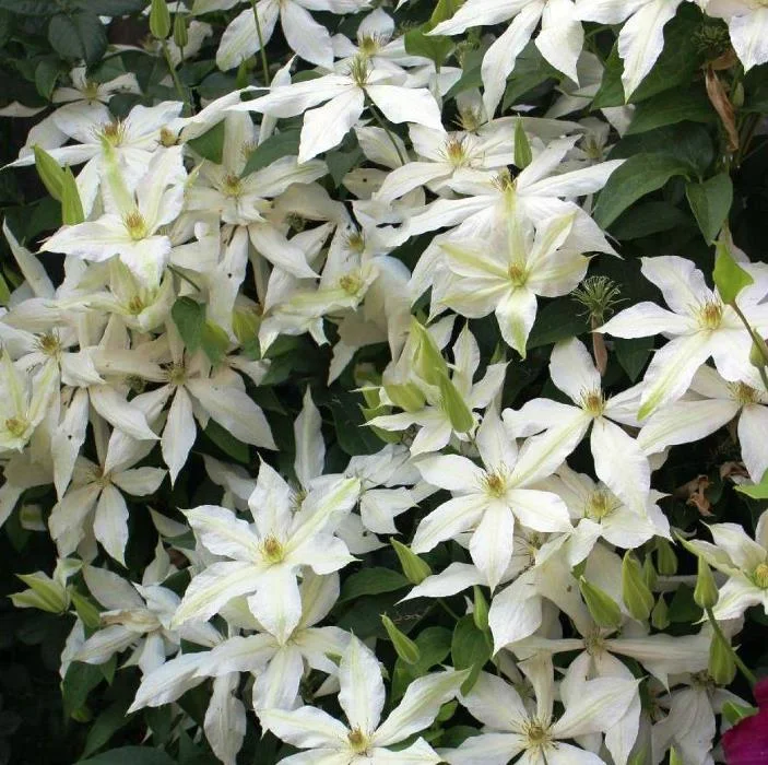 Клематис гибридный Роко-Колла (Clematis hybriden Roko-Kolla ...