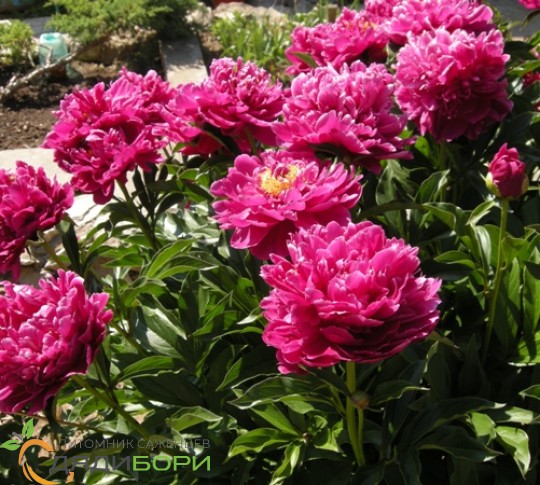 Paeonia Karl Rosenfield - Piwonia- , Wybierz wersje Doniczka ...