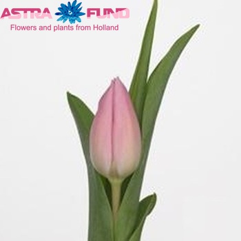 Tulipa aafke hi-res stock photography ...