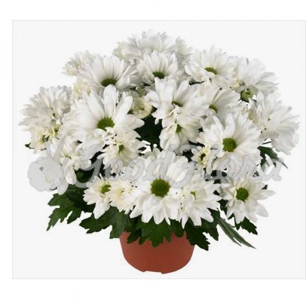 Chrysanthemum Chrystal Blush ...