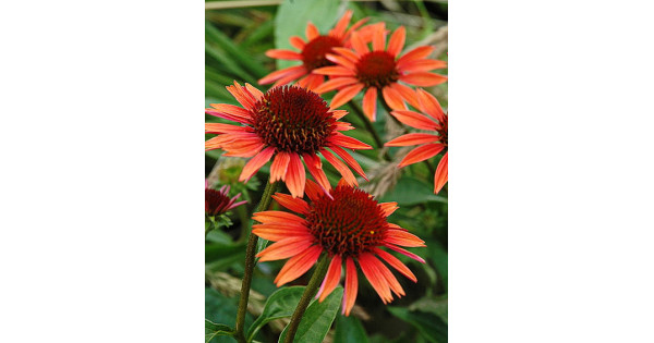 Эхинацея пурпурная Орандж Скиппер (Echinacea purpurea Orange ...