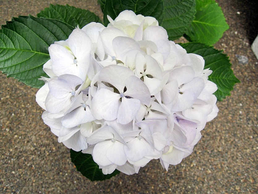 Гортензия метельчатая «Самарская Лидия ® Rensam» (Hydrangea ...